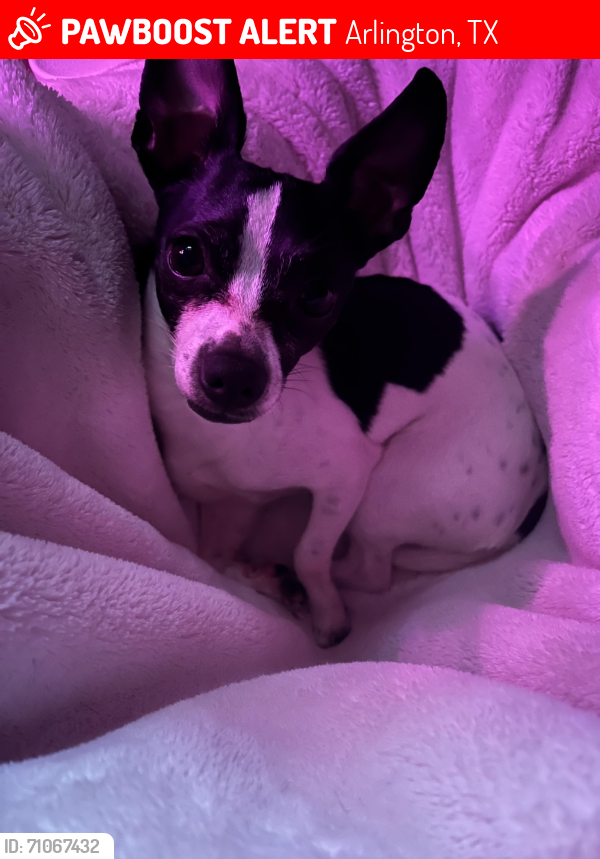 Lost Male Dog last seen Black Willow Lane by Timberview High School , Arlington, TX 76002