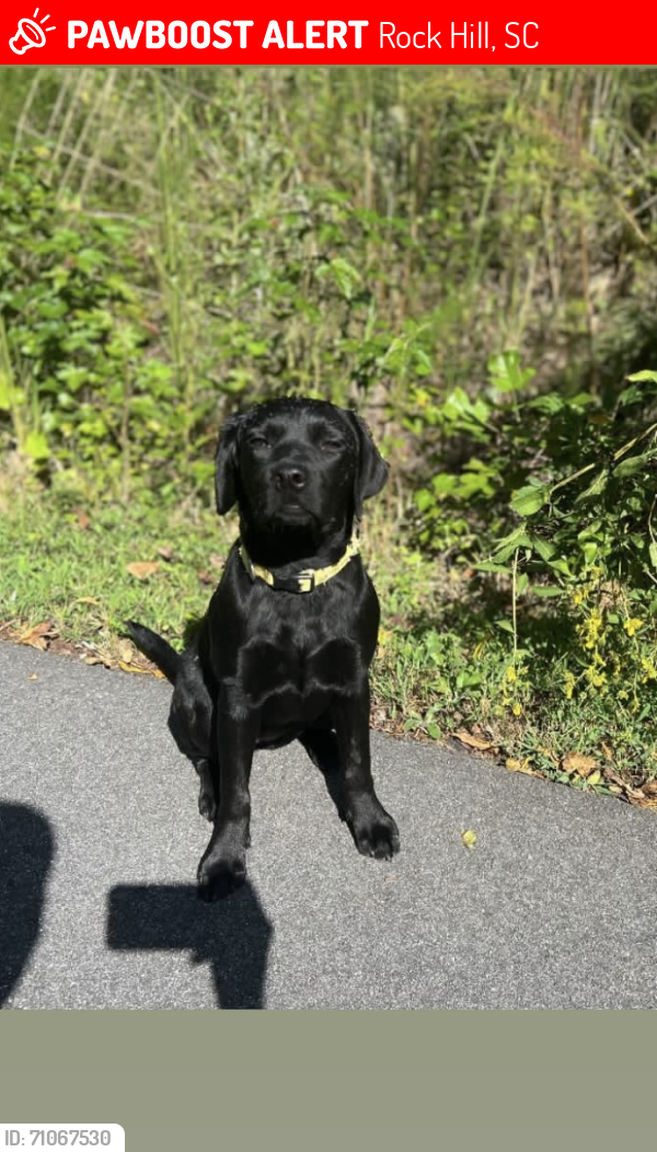 Lost Female Dog last seen Oakwood acres park, Rock Hill, SC 29732