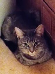 Lost Female Cat last seen East Westwood , Cincinnati, OH 45211