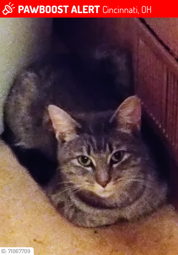 Lost Female Cat last seen East Westwood , Cincinnati, OH 45211