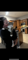 Lost Female Cat last seen Tuscarora Ct and Sedgewood Circle, West Melbourne, FL 32904