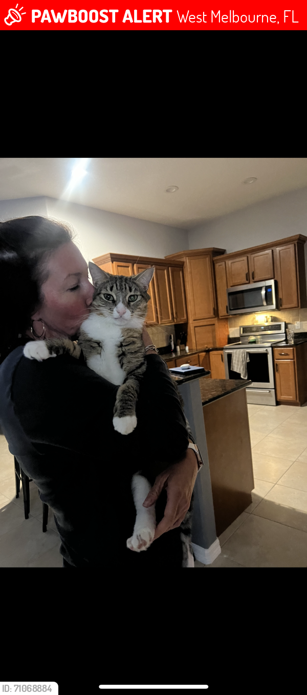 Lost Female Cat last seen Tuscarora Ct and Sedgewood Circle, West Melbourne, FL 32904