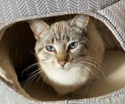 Lost Female Cat last seen Fallowfield/ Conley, Ottawa, ON K2S 1B8