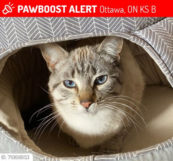 Lost Female Cat last seen Fallowfield/ Conley, Ottawa, ON K2S 1B8