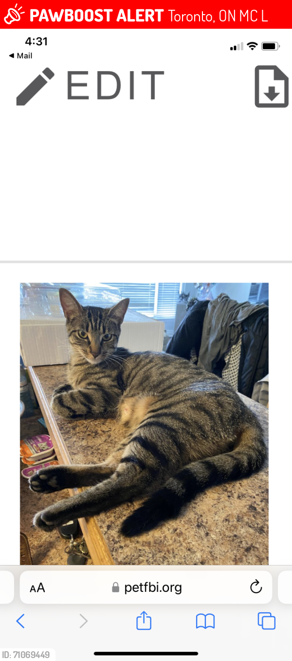 Lost Female Cat last seen Burnhamthorpe and Renforth, Toronto, ON M9C 2L7
