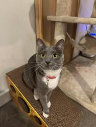 Lost Female Cat last seen Lake Bob Sandlin State Park - Fort Sherman Camp Area, Titus County, TX 75686