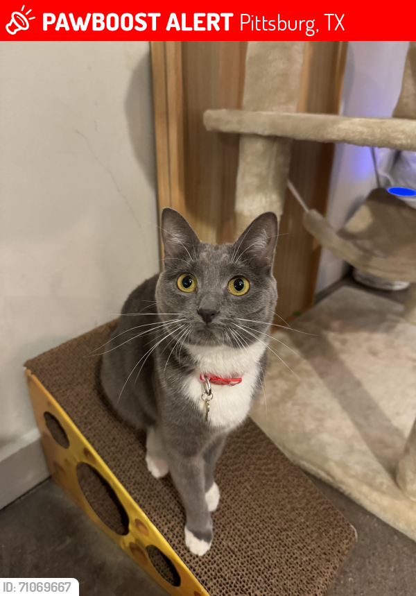 Lost Female Cat last seen Lake Bob Sandlin State Park - Fort Sherman Camp Area, Titus County, TX 75686