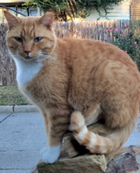 Lost Male Cat last seen NW 57th St. and May Ave., Oklahoma City, Oklahoma City, OK 73112