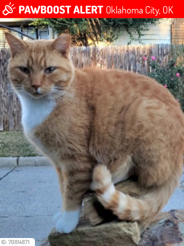 Lost Male Cat last seen NW 57th St. and May Ave., Oklahoma City, Oklahoma City, OK 73112