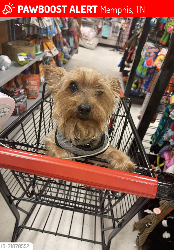 Lost Male Dog last seen Sea isle road, Memphis, TN 38117