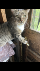 Lost Male Cat last seen Rehoboth and Bailey farm area, Cottageville, SC 29435