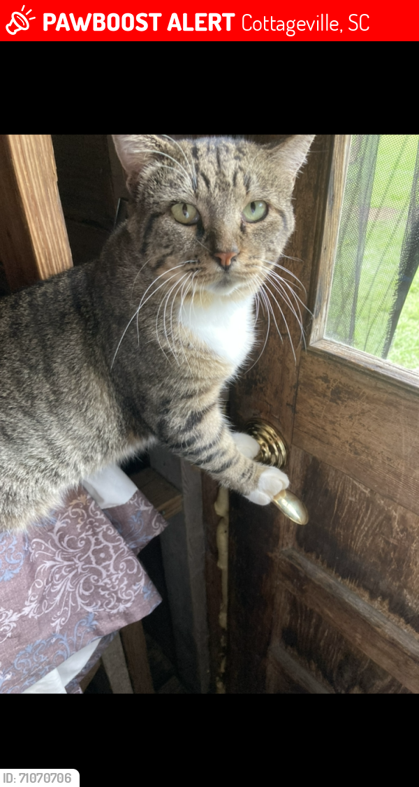 Lost Male Cat last seen Rehoboth and Bailey farm area, Cottageville, SC 29435
