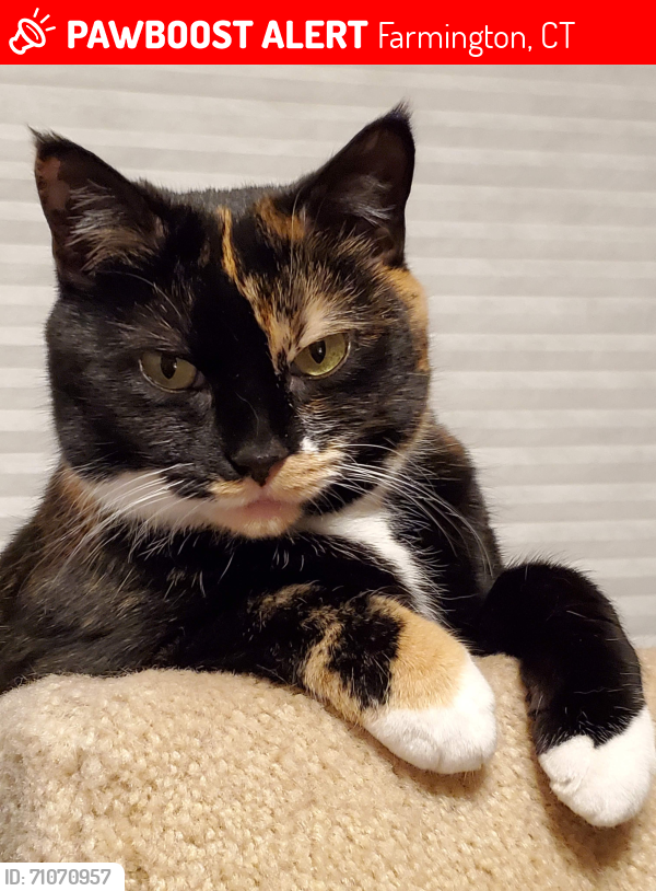 Lost Female Cat last seen Lakeview Drive and Two Mile Road, Farmington, CT 06032