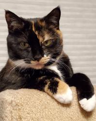 Lost Female Cat last seen Lakeview Drive and Two Mile Road , Farmington, CT 06032