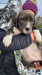 Lost Female Dog last seen Spillman Dr Dry Ridge Kentucky , Grant County, KY 41035