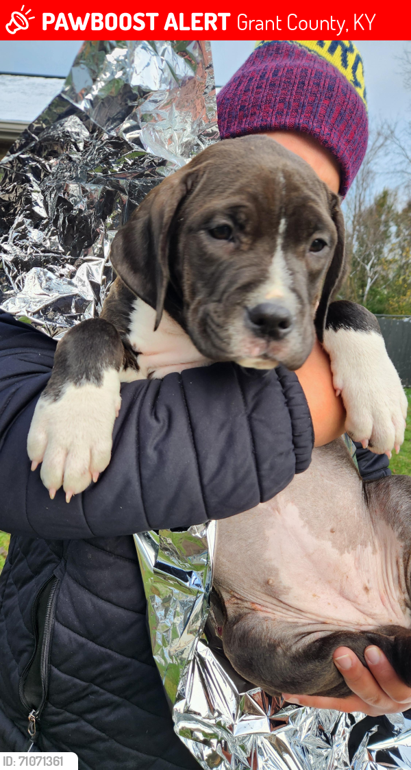 Lost Female Dog last seen Spillman Dr Dry Ridge Kentucky , Grant County, KY 41035