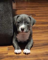 Lost Female Dog last seen Spillman Dr Dry Ridge Kentucky , Grant County, KY 41035