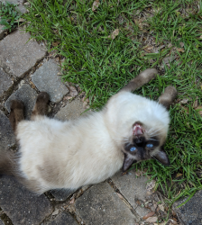 Lost Male Cat last seen Higgins Road and Audubon Drive , Mobile, AL 36619