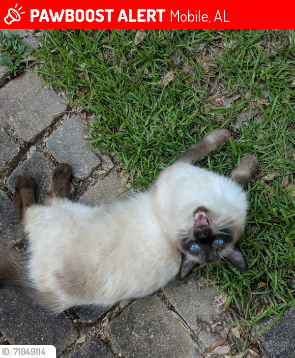Lost Male Cat last seen Higgins Road and Audubon Drive , Mobile, AL 36619