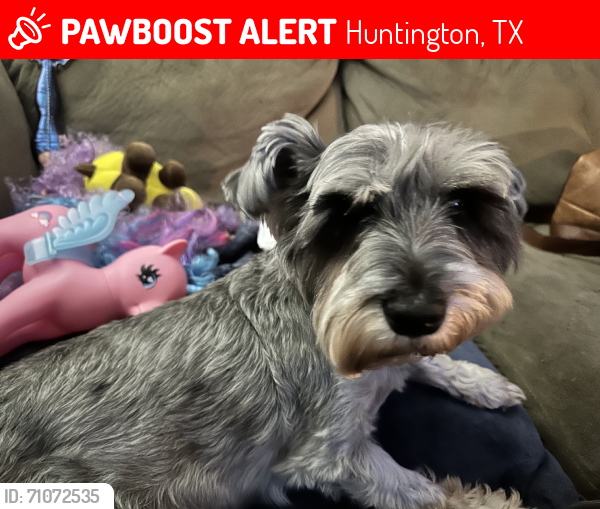 Lost Male Dog last seen Hwy 69, Huntington, TX 75949