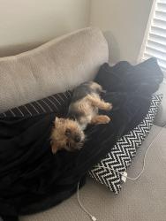 Lost Female Dog last seen Lakeside, Riverview, FL 33569