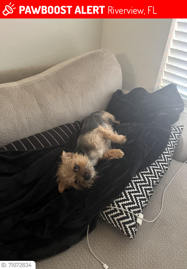 Lost Female Dog last seen Lakeside, Riverview, FL 33569