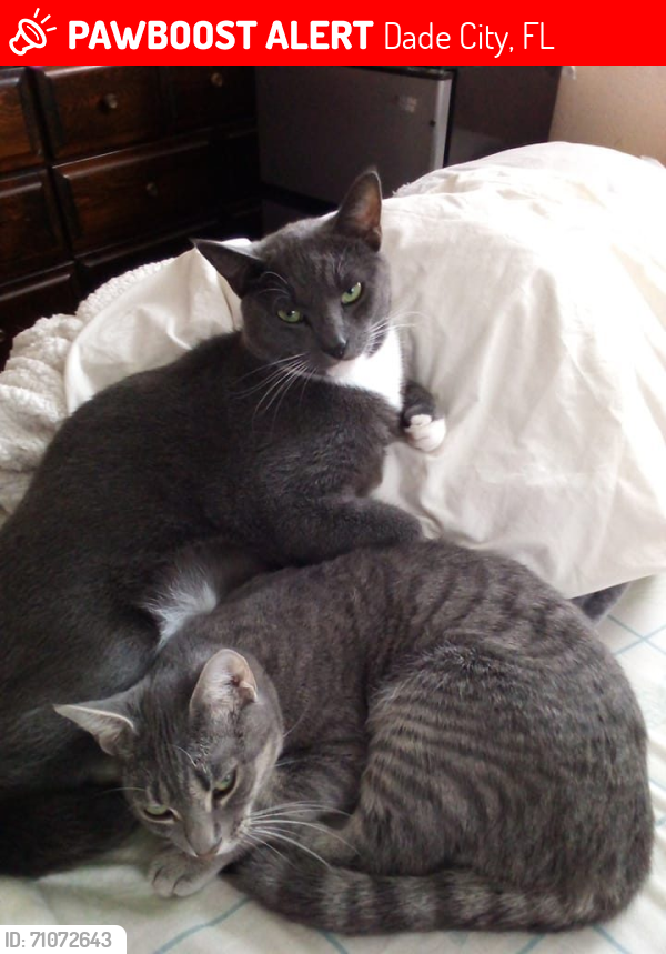 Lost Male Cat last seen North of dade city by drive in movies/flea market, Dade City, FL 33523