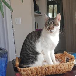 Lost Female Cat last seen Carolina Beach Rd and Radnor Rd (Inlet Watch neighborhood & marina), Sea Breeze, NC 28428