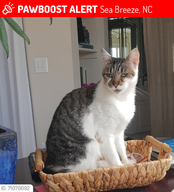 Lost Female Cat last seen Carolina Beach Rd and Radnor Rd (Inlet Watch neighborhood & marina), Sea Breeze, NC 28428
