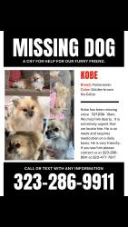 Reunited Male Dog last seen Sydney Dr and Eagle Ave, East Los Angeles, CA 90022