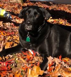 Lost Female Dog last seen Sardis Road and Covered Bridge Neighborhood , Gainesville, GA 30506
