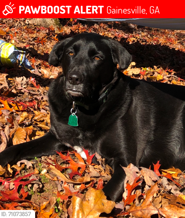 Lost Female Dog last seen Sardis Road and Covered Bridge Neighborhood , Gainesville, GA 30506