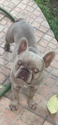 Lost Male Dog last seen Lomita blvd near Broad, Los Angeles, CA 90744