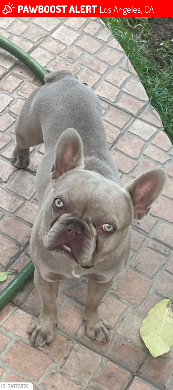 Lost Male Dog last seen Lomita blvd near Broad, Los Angeles, CA 90744