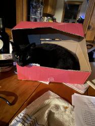 Lost Female Cat last seen Near 4th St, Arrow Rock, MO 65340