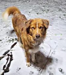 Lost Male Dog last seen Jamestown, Laurinburg, NC 28352