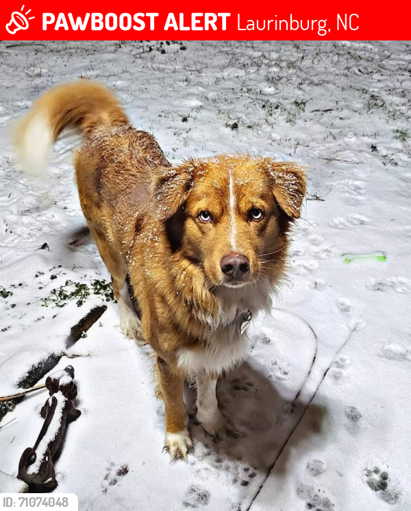 Lost Male Dog last seen Jamestown, Laurinburg, NC 28352