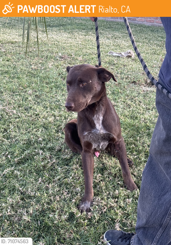 Rialto, CA Stray Male Dog Found Near Foothill | PawBoost