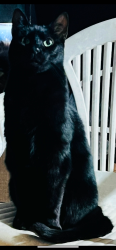 Lost Male Cat last seen Parham rd Leicester nc, Buncombe County, NC 28748