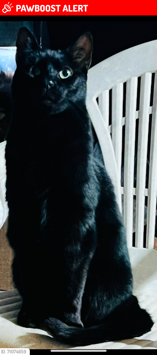 Lost Male Cat last seen Parham rd Leicester nc, Buncombe County, NC 28748