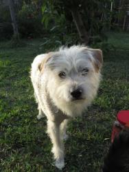 Lost Male Dog last seen Normandie and 23rd St, Los Angeles, CA 90018