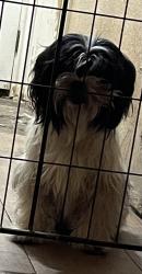 Lost Male Dog last seen Between Rivera and Azul Lane, Pharr, TX 78577