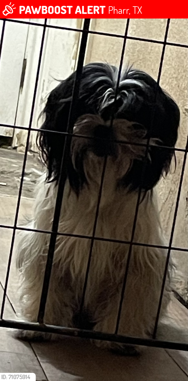 Lost Male Dog last seen Between Rivera and Azul Lane, Pharr, TX 78577