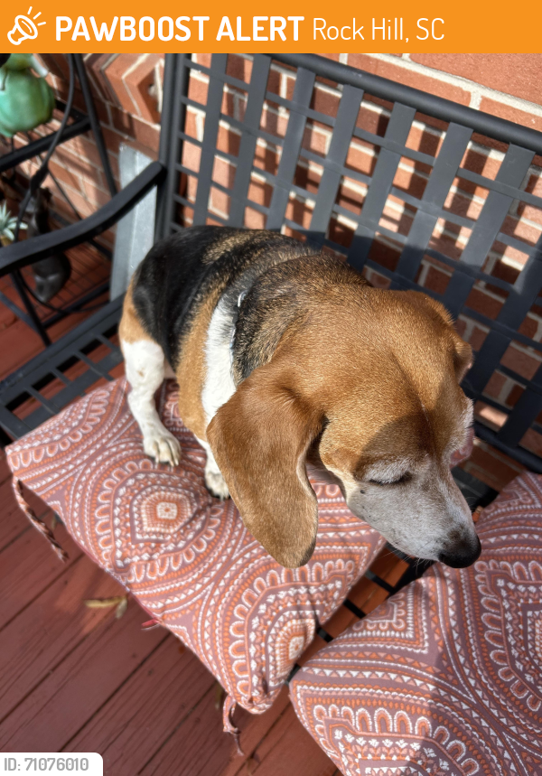 Found/Stray Male Dog last seen Celanese & Mt. Gallant, Rock Hill, Rock Hill, SC 29732