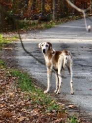 Lost Female Dog last seen Near , Cumberland County, TN 38555
