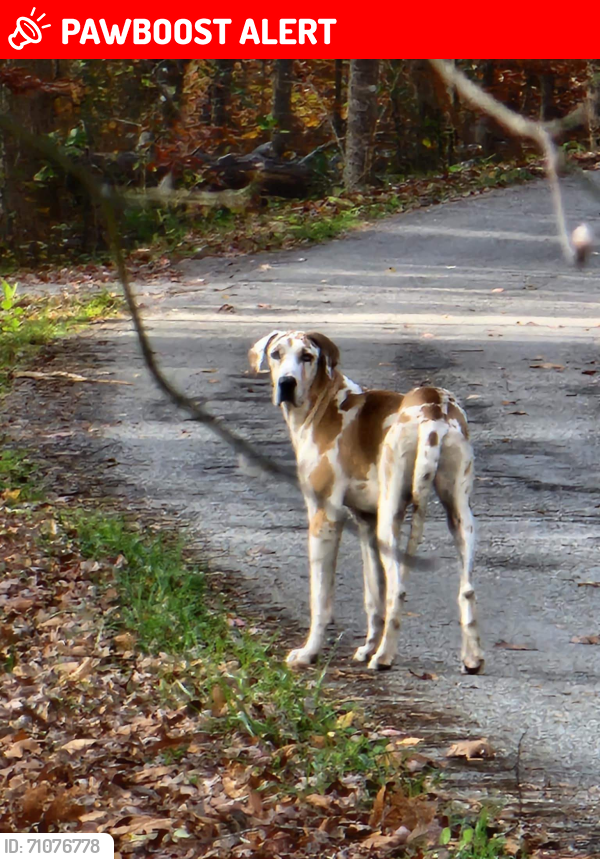 Lost Female Dog last seen Near , Cumberland County, TN 38555