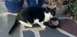 Reunited Unknown Cat last seen Springfield, NJ, USA, Springfield, NJ 07081