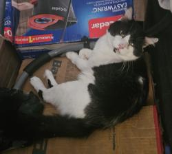 Lost Male Cat last seen Brown Boulevard and Forest Brook Lane, Arlington, TX 76006