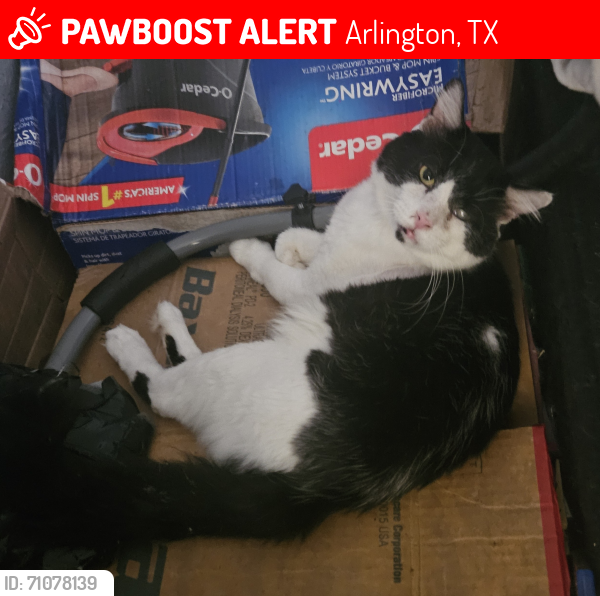 Lost Male Cat last seen Brown Boulevard and Forest Brook Lane, Arlington, TX 76006