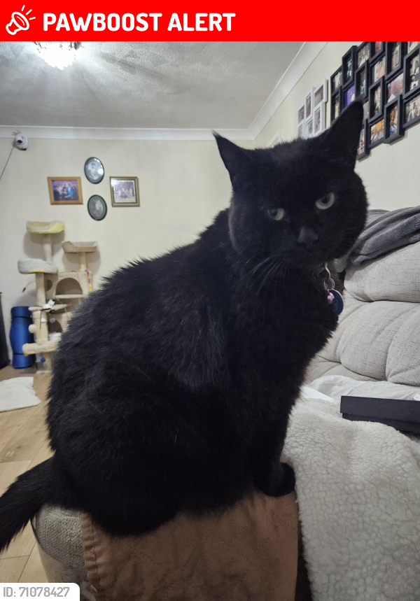 Lost Female Cat last seen Charminster Avenue, West Midlands, England B25 8RQ